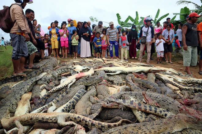 Indonesian villagers kill nearly 300 crocodiles in revenge attack