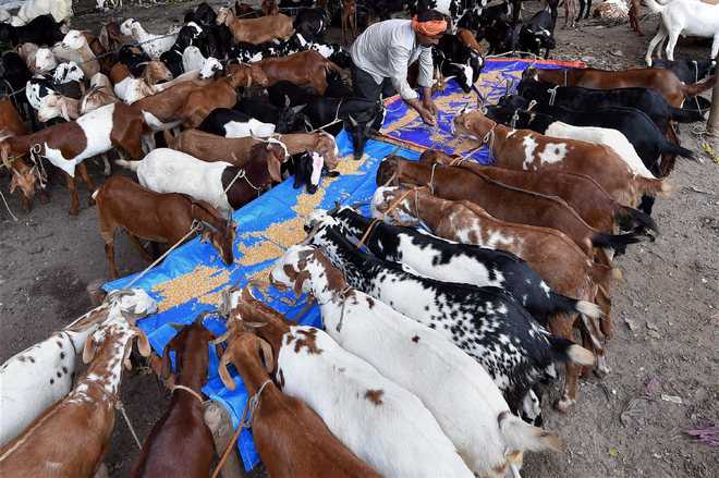 Goat rearing catches fancy of farm women