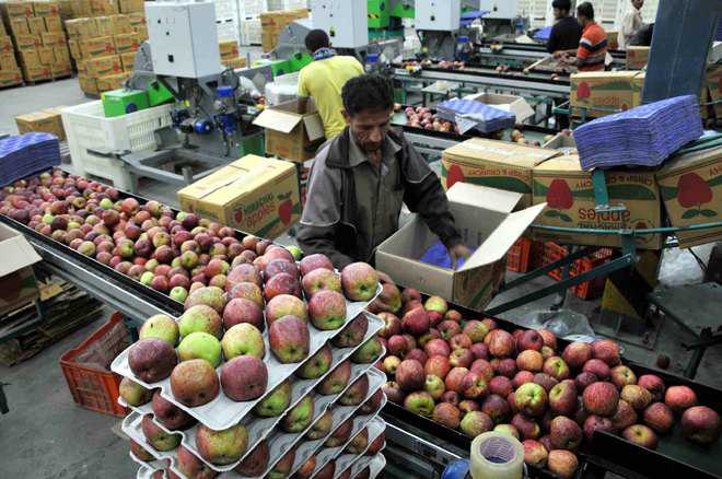 Apple growers fear losses as truckers’ strike begins today