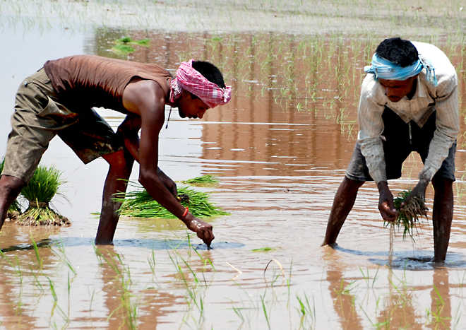 Getting irrigation water for paddy gets tougher
