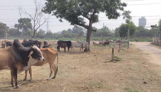 Residents suffer as stray cattle abandoned in village