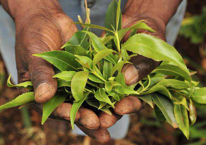 Importers of intoxicant khat leaves face the heat