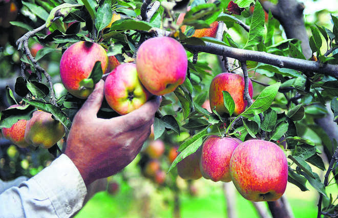 Himachal govt announces MIS for apple procurement