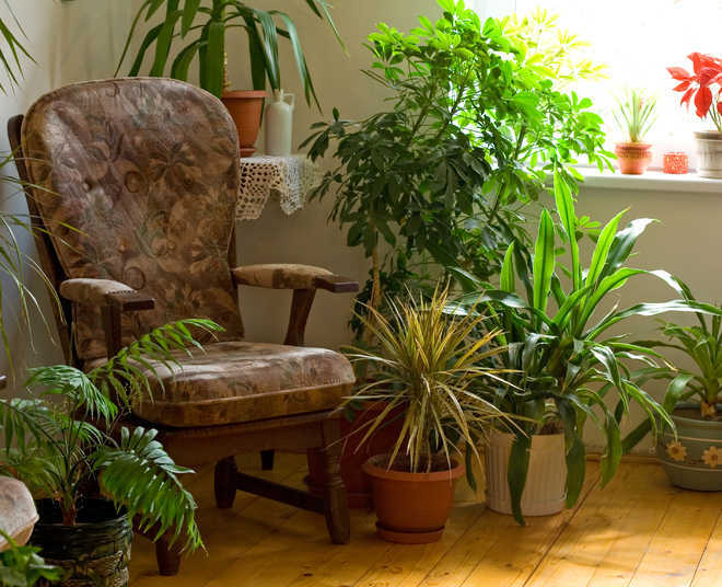 Now houseplants can monitor your home''s health