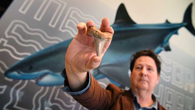 Rare teeth from ancient mega-shark found on Australia beach