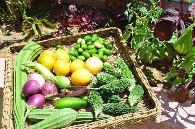 Children to grow vegetables in schools for meals