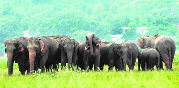 HC issues directions to protect elephants from being mowed down