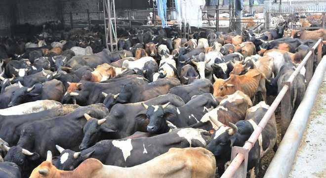 Cow politics: Govt will not allow slaughterhouses in Uttarakhand, says CM