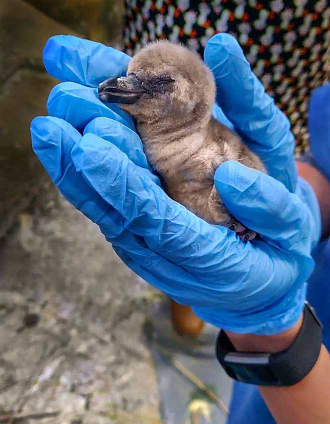 India''s first penguin born in Mumbai Zoo on Independence Day