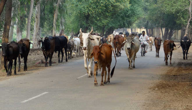 Stray cattle menace haunts villages near Bir Talab Zoo