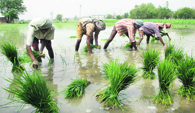 Paddy MSP hike hits govt’s crop diversification plan