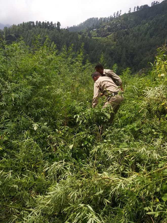 Op by NCB, cops  to destroy cannabis, opium plants
