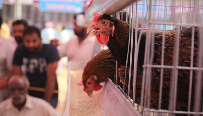 Poultry Farming Can Be Lucrative Experts The Tribune India