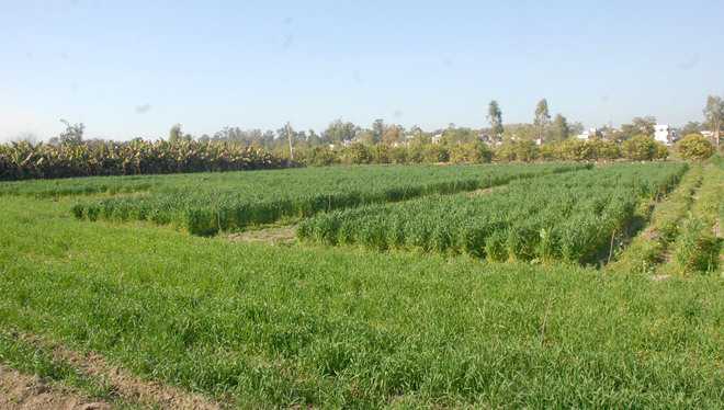 920 hectares of farmland in 12 UT villages to turn organic