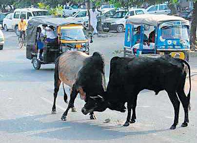 Surat MC uses Aadhaar to track down, punish stray cattle owners