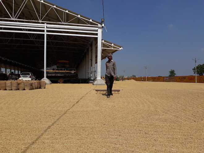 Paddy arrivals start at grain markets