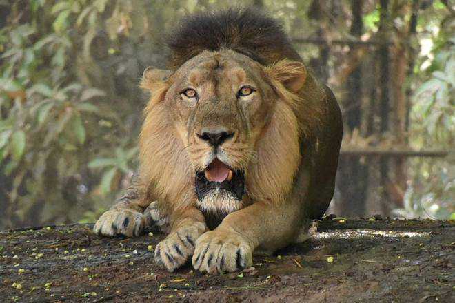 11 lions found dead in Gir forest, Gujarat govt orders inquiry