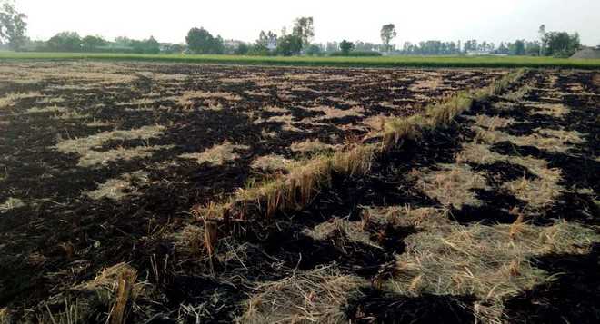 Stubble burning continues in Karnal despite NGT ban
