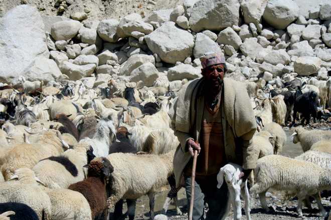 Gaddi shepherds in dilemma as wool shearers go on strike