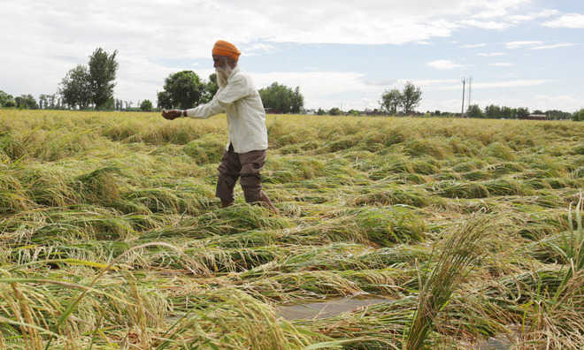 Untimely rain delivers a hard blow to farmers