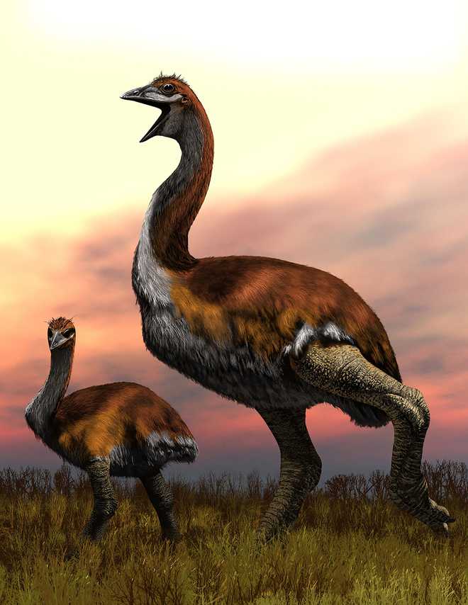 ''World''s largest ever bird named, ending decades of debate''