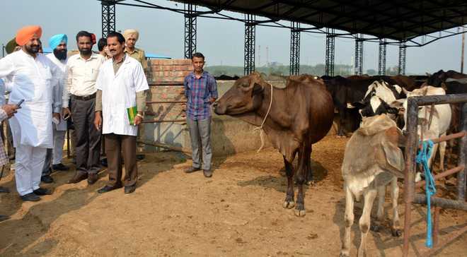 Minister orders probe into deaths of cows : The Tribune India