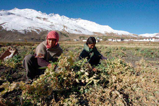 Growth in agri sector sees downward trend in state