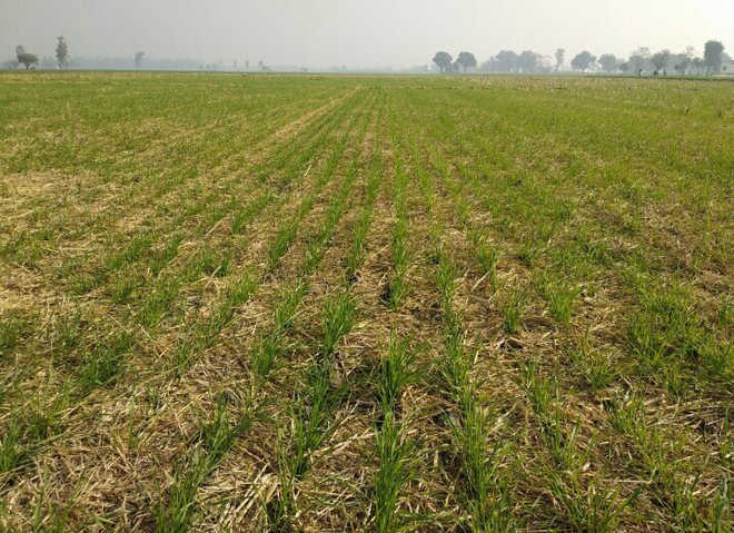 Experts shed light on management of stubble using happy seeder