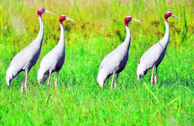 Sarus Crane losing its habitat in state