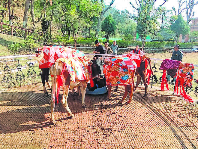 State govt takes lead in setting up cow sanctuary