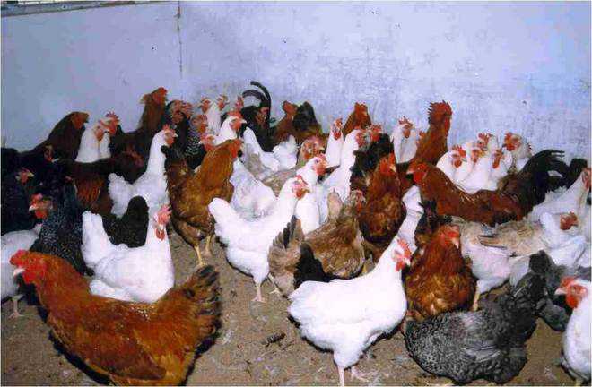Chicken to get cheaper as Valley poultry mandi goes online