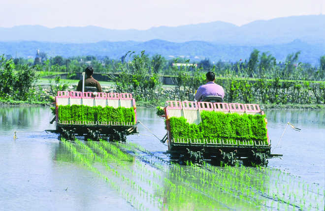 Get 50% subsidy on paddy transplanter