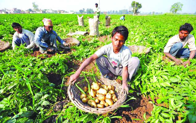 No liquidity, growers stuck with surplus crop