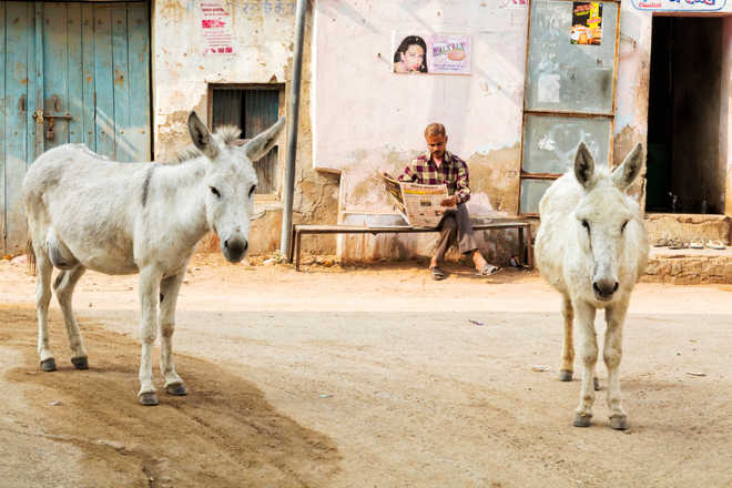 Donkey milk soaps grab eyeballs at organic festival in Chandigarh