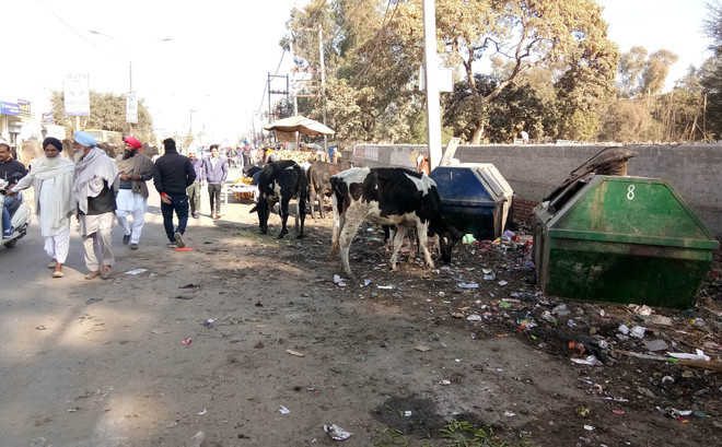 Garbage, stray cattle cast a shadow on Maghi charm