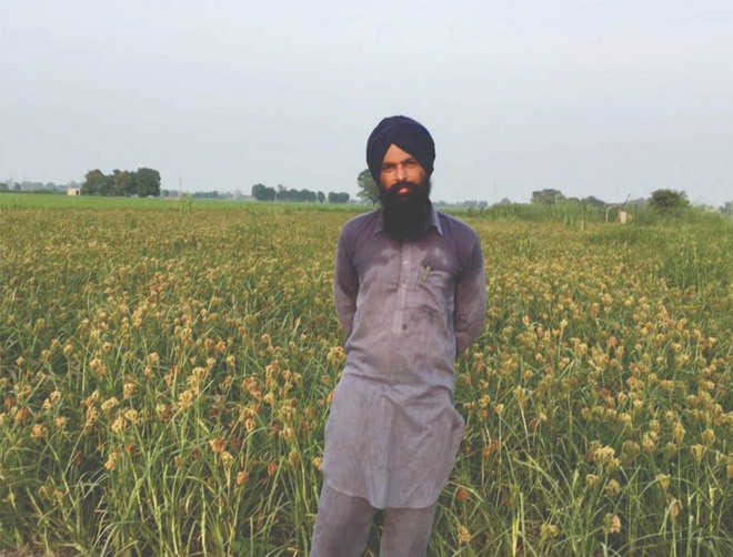 Millet again finds favour with farmers