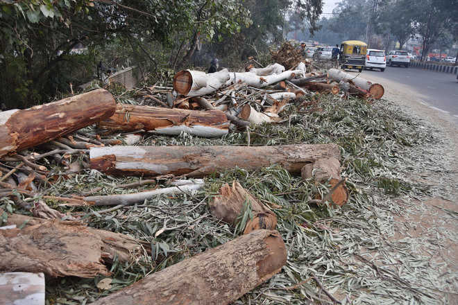Axing of trees for road project intensified