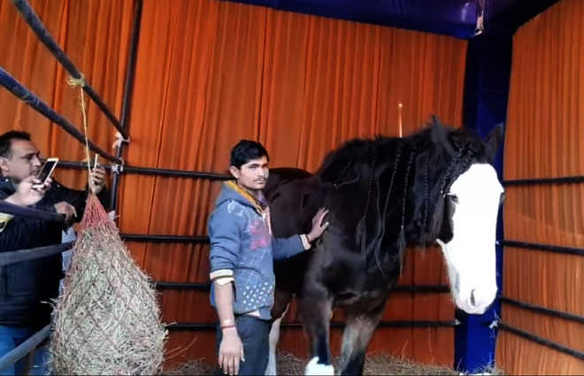 Sukhbir’s horses steal the show