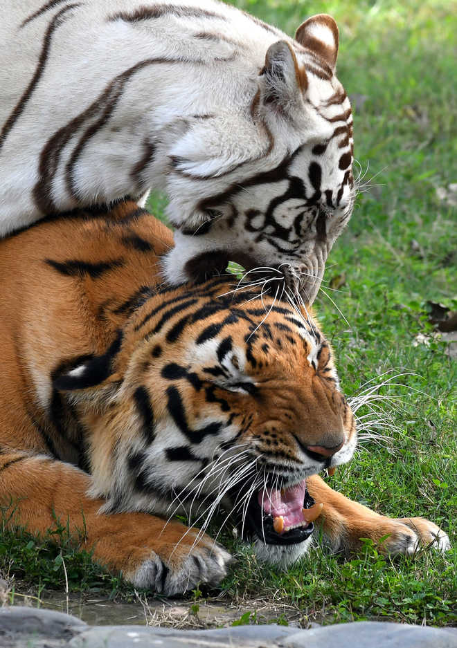 Sidhu’s Royal gesture, adopts tigers at Chhatbir