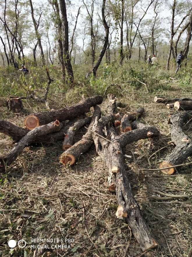 35 trees axed in Paonta Sahib : The Tribune India