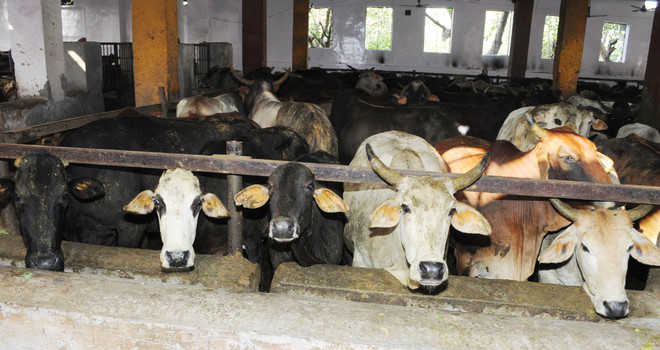 Bovine care: Now, adopt cows at government gaushala