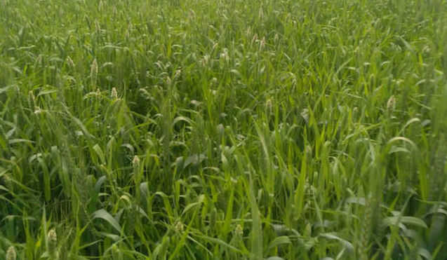Frost good for wheat: Agri Dept