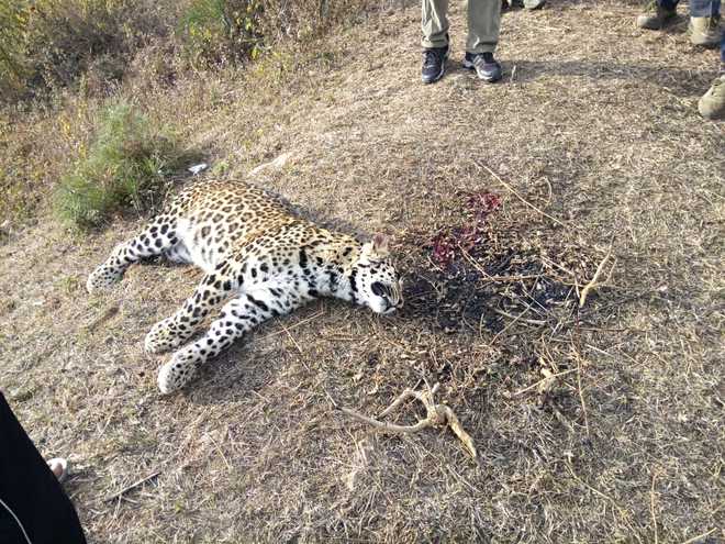 Leopard shot dead in Palampur