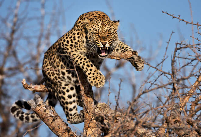 ''Untrained forest staff, delayed compensation behind rise in leopard poaching''