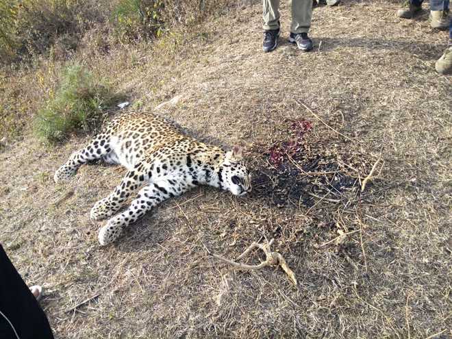 Poachers shoot leopard in Palampur; 5 killed in 2 yrs