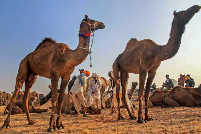 Amul test-launches camel milk in select Gujarat markets