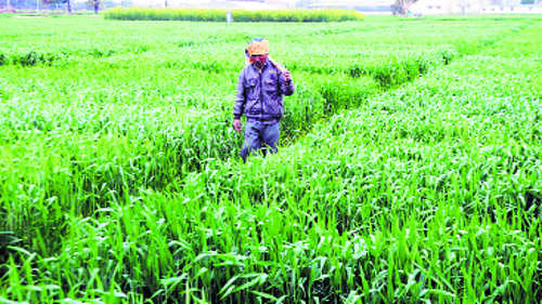 Rain brings cheer to wheat growers