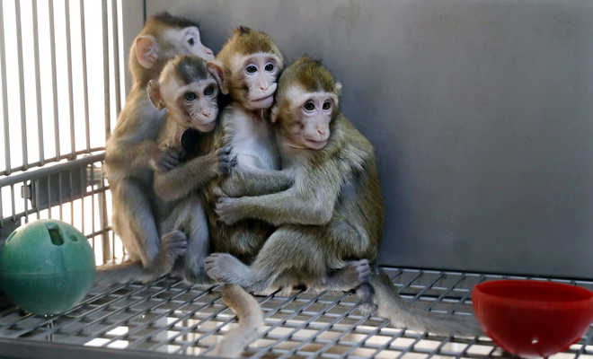 China clones gene-edited monkeys for sleep disorder research