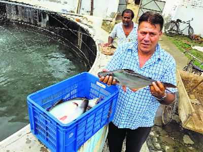 sultan fish farming