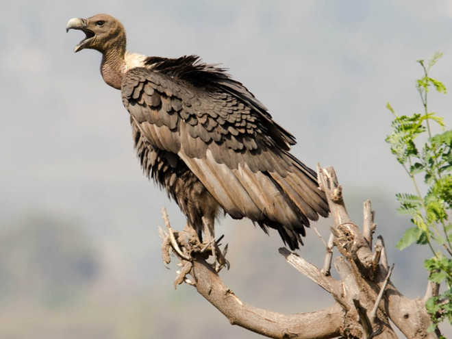 Wildlife board wants ban on vet drug threatening vultures